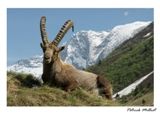 Cartão postal o Ibex Capra em Vanoise