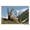 Cartão postal o Ibex Capra em Vanoise