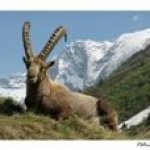 Cartão postal o Ibex Capra em Vanoise