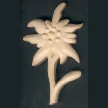 Edelweiss esculpida à mão pela natureza encerada